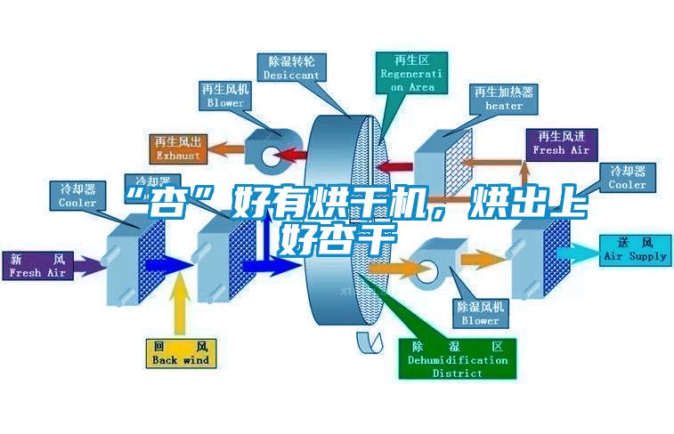 “杏”好有烘干機(jī)，烘出上好杏干